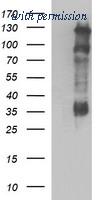 OriGene TA506732S image 1