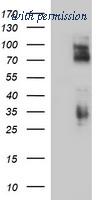 OriGene TA506739AM image 1