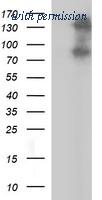 OriGene TA506740BM image 1