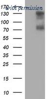 OriGene TA506741S image 1