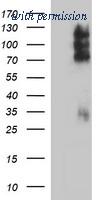 OriGene TA506742AM image 1