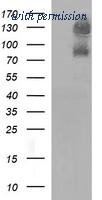 OriGene TA506749S image 1