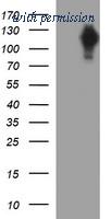 OriGene TA506753AM image 1