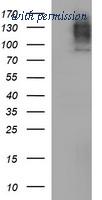 OriGene TA506779S image 1
