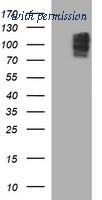 OriGene TA506794S image 1
