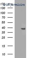 OriGene TA506817AM image 1