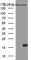 OriGene TA506824AM image 1