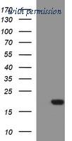 OriGene TA506825AM image 1