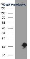 OriGene TA506828AM image 1
