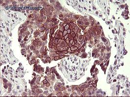 OriGene TA506834AM image 1