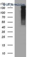 OriGene TA506837AM image 1