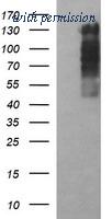 OriGene TA506838AM image 1