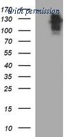 OriGene TA506839AM image 1