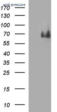 OriGene TA506841AM image 1
