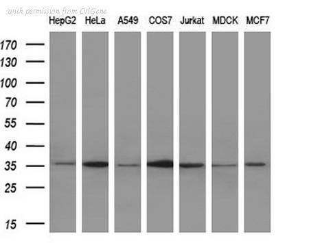 OriGene TA506849AM image 1