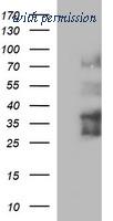 OriGene TA506850S image 1