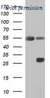 OriGene TA506861S image 1