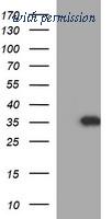 OriGene TA506864AM image 1