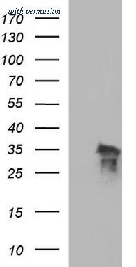 OriGene TA506865AM image 1