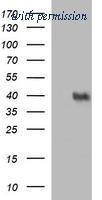 OriGene TA506867S image 1