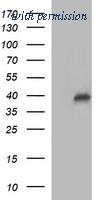 OriGene TA506868S image 1