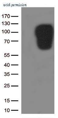 OriGene TA506870AM image 1