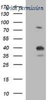 OriGene TA506874AM image 1