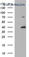 OriGene TA506875BM image 1