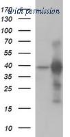 OriGene TA506876BM image 1