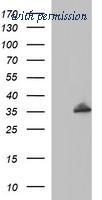 OriGene TA506881S image 1