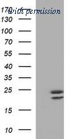 OriGene TA506893S image 1