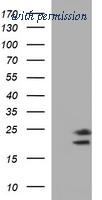 OriGene TA506894BM image 1