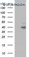 OriGene TA506903AM image 1