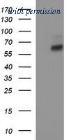 OriGene TA506928S image 1
