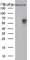 OriGene TA506929S image 1
