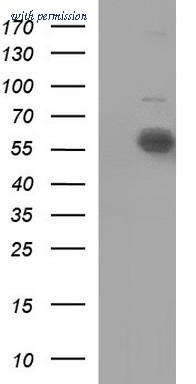 OriGene TA506931S image 1