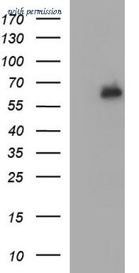 OriGene TA506932S image 1
