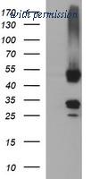 OriGene TA506942BM image 1