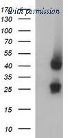 OriGene TA506943BM image 1
