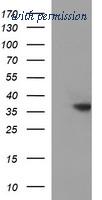 OriGene TA506966S image 1