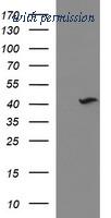 OriGene TA506974S image 1