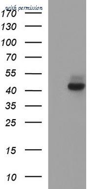 OriGene TA506975AM image 1