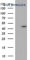 OriGene TA506977AM image 1