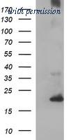 OriGene TA506980S image 1