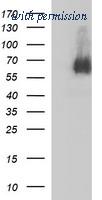 OriGene TA506986AM image 1