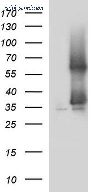 OriGene TA506989S image 1
