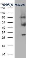 OriGene TA507002S image 1