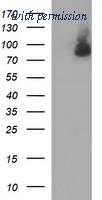 OriGene TA507005S image 1