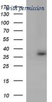 OriGene TA507015BM image 1