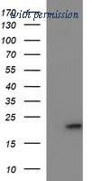 OriGene TA507020AM image 1